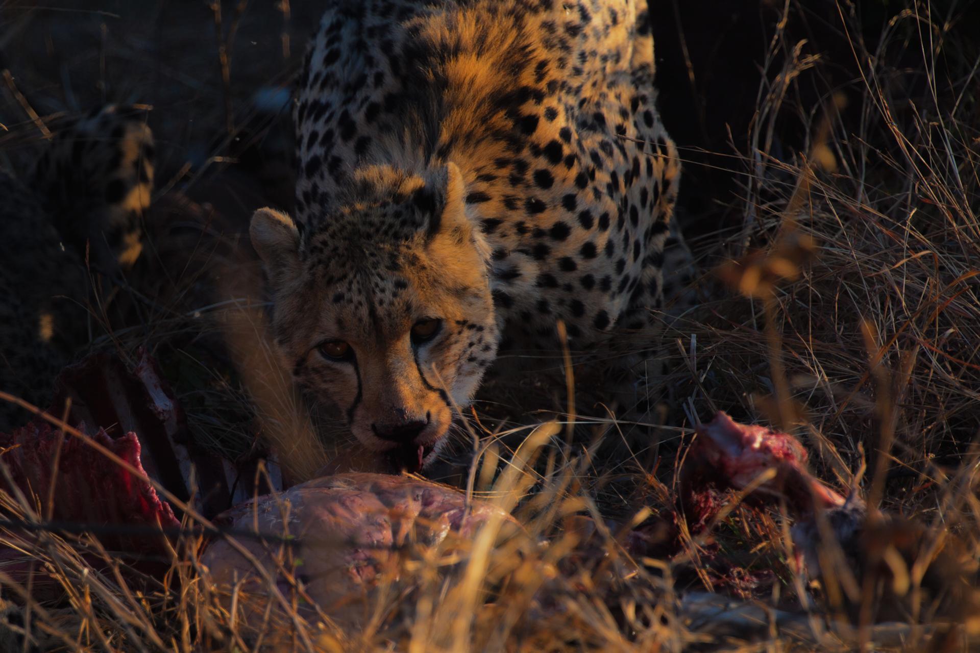 South Africa scene